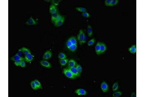Immunofluorescent analysis of HepG2 cells using ABIN7166334 at dilution of 1:100 and Alexa Fluor 488-congugated AffiniPure Goat Anti-Rabbit IgG(H+L)