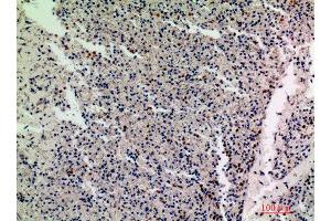 Immunohistochemistry (IHC) analysis of paraffin-embedded Human Spleen, antibody was diluted at 1:200. (IL1F10 anticorps)