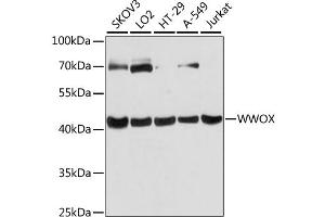 Western blot analysis of extracts of various cell lines, using WWOX antibody (ABIN6293666) at 1:3000 dilution. (WWOX anticorps)