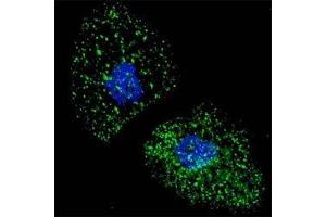 Fluorescent image of U251 cells stained with LAMP3 antibody at 1:100.