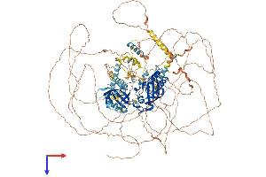 AlphaFold protein structure predicition of Mouse Recombinant Per1 Protein, UniprotID O35973
