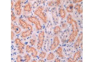 IHC-P analysis of kidney tissue, with DAB staining. (CUBN anticorps  (AA 98-207))