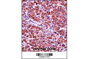 CELA3B Antibody immunohistochemistry analysis in formalin fixed and paraffin embedded human pancreas tissue followed by peroxidase conjugation of the secondary antibody and DAB staining. (Elastase 3B anticorps  (N-Term))