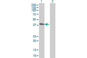 Western Blot analysis of MLST8 expression in transfected 293T cell line by MLST8 MaxPab polyclonal antibody.