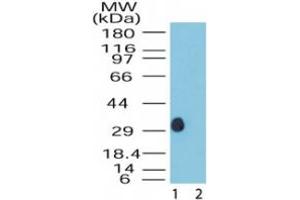 Image no. 1 for anti-Dual Specificity Phosphatase 13 (DUSP13) (AA 150-200) antibody (ABIN200033)