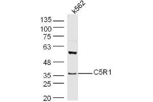 Human K562 cell lysates probed with Rabbit Anti-C5R1 Polyclonal Antibody, Unconjugated  at 1:500 for 90 min at 37˚C. (C5AR1 anticorps  (AA 51-150))