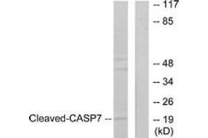 Western blot analysis of extracts from 293 cells, treated with Etoposide 25uM 60', using Caspase 7 (Cleaved-Asp198) Antibody. (Caspase 7 anticorps  (Cleaved-Asp198))