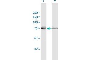 Western Blot analysis of ATAD3A expression in transfected 293T cell line by ATAD3A MaxPab polyclonal antibody. (ATAD3A anticorps  (AA 1-586))