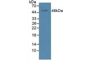 Western blot analysis of Rat Serum. (VEGFA anticorps  (AA 28-191))