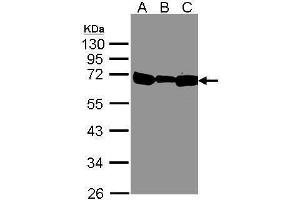 HSPA1B anticorps  (Center)