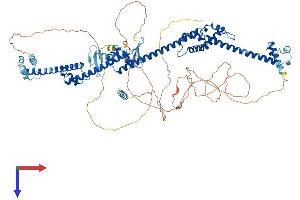AlphaFold protein structure predicition of Mouse Recombinant Prpf40b Protein, UniprotID Q80W14