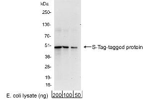 anti-S-Tag antibody
