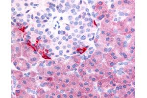 Anti-PDE7B antibody IHC of human pancreas.
