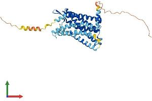 AlphaFold protein structure predicition of Human Recombinant CCR4 Protein, UniprotID P51679