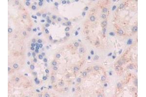 Detection of FGF19 in Human Kidney Tissue using Polyclonal Antibody to Fibroblast Growth Factor 19 (FGF19)