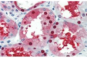 Immunohistochemistry with Human kidney lysate tissue at an antibody concentration of 5.