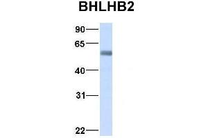 Host:  Rabbit  Target Name:  BHLHB2  Sample Type:  Human Adult Placenta  Antibody Dilution:  1. (BHLHE40 anticorps  (Middle Region))
