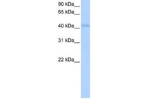 KLHDC5 antibody used at 0. (KLHDC5 anticorps  (N-Term))