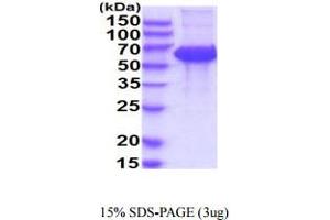 SDS-PAGE (SDS) image for Killer Cell Immunoglobulin-Like Receptor, Two Domains, Long Cytoplasmic Tail, 5A (KIR2DL5A) (AA 22-238) protein (hIgG-His-tag) (ABIN5854937)