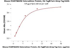 Immobilized Ipilumimab at 5 μg/mL (100 μL/well) can bind Mouse FCGRT&B2M Heterodimer Protein, His Tag&T Tag (BLI verified) (ABIN2870740,ABIN2870741) with a linear range of 0.