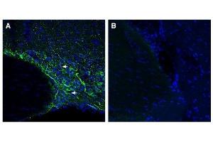 Expression of SMCT1 in rat supraoptic nucleus. (SLC5A8 anticorps  (C-Term, Intracellular))