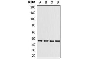 Western blot analysis of LKB1 expression in A431 (A), DLD (B), Raw264. (LKB1 anticorps  (C-Term))