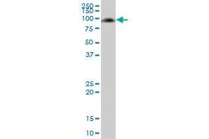 MMP8 MaxPab polyclonal antibody.