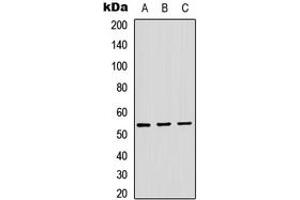 Western blot analysis of ADAMDEC1 expression in HEK293T (A), Raw264. (ADAMDEC1 anticorps  (Center))