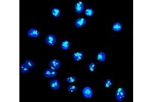 IF analysis of DDX21 using anti-DDX21 antibody (ABIN7601596). (DDX21 anticorps  (AA 395-660))