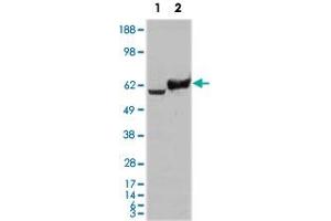 Western blot analysis using GPI monoclonal antobody, clone 1B7D7  against HEK293T cells transfected with the pCMV6-ENTRY control (1) and pCMV6-ENTRY GPI cDNA (2).