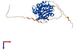 AlphaFold protein structure predicition of Mouse Recombinant Pim2 Protein, UniprotID Q62070