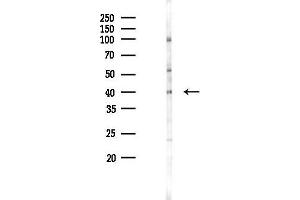anti-Cyclin Y (CCNY) (Internal Region) antibody
