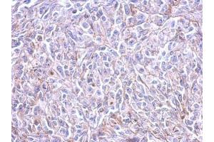 anti-Histamine Receptor H3 (HRH3) (C-Term) antibody