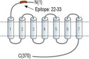 anti-5-Hydroxytryptamine (serotonin) Receptor 5B (HTR5B) (AA 22-33), (Extracellular), (N-Term) antibody