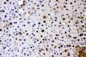 PC4 was detected in paraffin-embedded sections of mouse liver tissues using rabbit anti- PC4 Antigen Affinity purified polyclonal antibody (Catalog # ) at 1 µg/mL. (SUB1 anticorps  (C-Term))