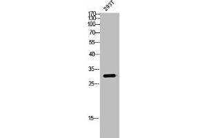 Western Blot analysis of 293T cells using Spindlin-1 Polyclonal Antibody (Spindlin 1 anticorps  (Internal Region))