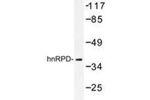 Western blot analysis of hnRPD Antibody in extracts from 293 cells. (HNRNPD/AUF1 anticorps)