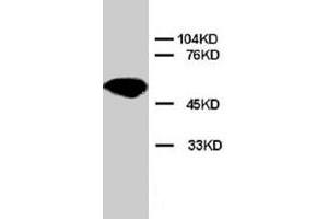 Western blot analysis of rat cardiac muscle tissue lysate. (Apoptosis Inhibitor 5 anticorps  (C-Term))