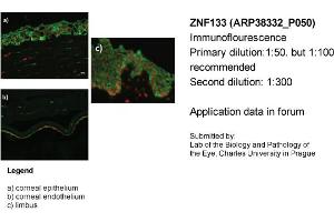 Image no. 2 for anti-Zinc Finger Protein 133 (ZNF133) (Middle Region) antibody (ABIN501662) (ZNF133 anticorps  (Middle Region))