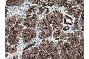 Image no. 9 for anti-Src-like-adaptor 2 (SLA2) antibody (ABIN1500949) (SLAP2 anticorps)