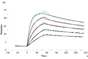 Cynomolgus LDLR, His Tag immobilized on CM5 Chip can bind Cynomolgus PCSK9, His Tag with an affinity constant of 0.