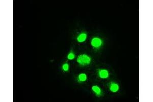 Image no. 9 for anti-Budding Uninhibited By Benzimidazoles 1 Homolog beta (Yeast) (BUB1B) antibody (ABIN1497000) (BUB1B anticorps)