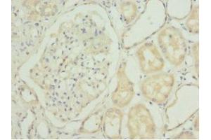 Immunohistochemistry of paraffin-embedded human kidney tissue using ABIN7143016 at dilution of 1:100
