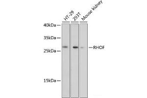 Western blot analysis of extracts of various cell lines using RHOF Polyclonal Antibody at dilution of 1:3000.