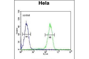 Flow cytometric analysis of Hela cells (right histogram) compared to a negative control cell (left histogram). (UBA52 anticorps  (C-Term))
