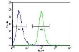 AKT2 antibody flow cytometric analysis of HeLa cells (right histogram) compared to a negative control (left histogram).