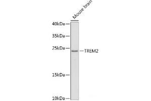 Western blot analysis of extracts of Mouse brain using TREM2 Polyclonal Antibody at dilution of 1:1000. (TREM2 anticorps)