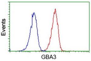 Image no. 2 for anti-Glucosidase, Beta, Acid 3 (Cytosolic) (GBA3) (AA 1-150), (AA 370-469) antibody (ABIN1490585)