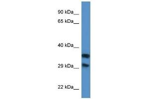 Western Blot showing MGC3207 antibody used at a concentration of 1.