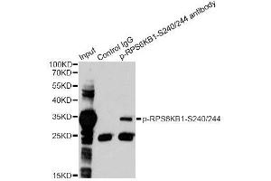 Immunoprecipitation analysis of 200ug extracts of 293 cells treated by PMA using 2.